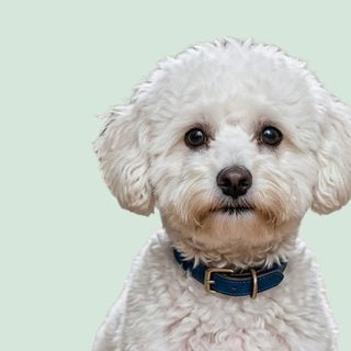 Petit chien blanc au poil bouclé (Bichon)