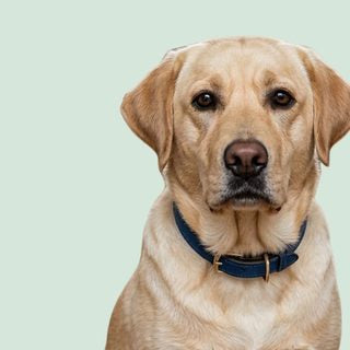 Grand chien de couleur sable (Labrador)