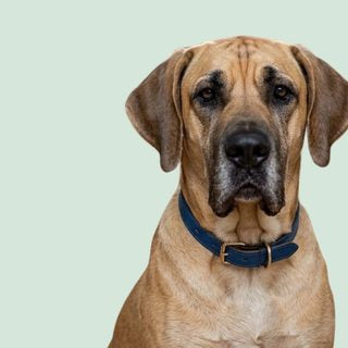 Chien de très grande taille au pelage fauve (type Mastiff)